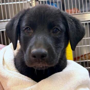 Druid -  Labrador Retriever and Collie Dog for Adoption in Woodinville, Washington - Druid | PetCurious