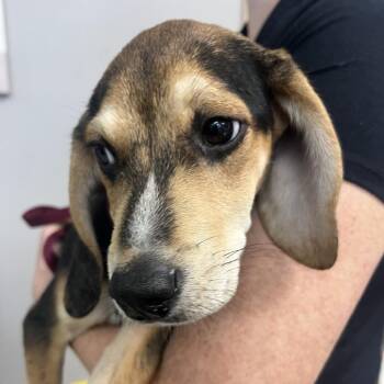Billy -  Beagle Dog Available for Adoption in Lufkin, Texas - Billy | PetCurious