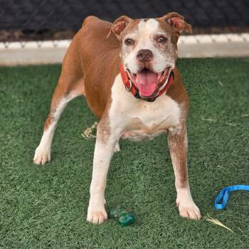 Rescue Boxer and Mixed Breed Dogs for Adoption in Abilene, Texas - Allen | PetCurious