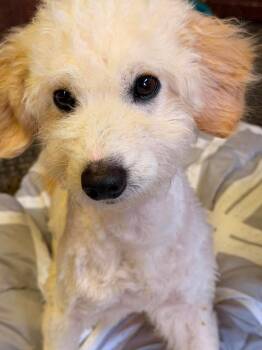 Bichon Frise Dogs Available for Adoption in Durango, Colorado - Thor | PetCurious