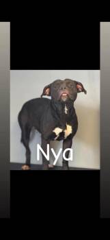 Nya -  Pit Bull Terrier Dog Available for Adoption in Winchester, Indiana - Nya | PetCurious
