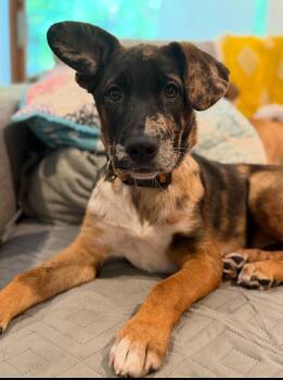 Ripley -  Mixed Breed Dog for Adoption in Salisbury, Maryland - Ripley | PetCurious