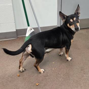 Mikey -  Chihuahua and Shepherd Dog for Adoption in Chattanooga, Tennessee - Mikey | PetCurious