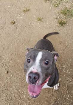 Rescue Mixed Breed Dogs for Adoption in Mishawaka, Indiana - Rocky Dewayne | PetCurious