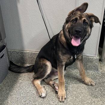 IVHS-Stray-139908 -  German Shepherd Dog Dog for Adoption in San Gabriel, California - IVHS-Stray-139908 | PetCurious