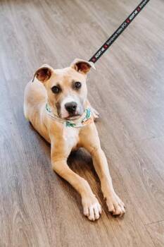 LUCKI -  Mixed Breed Dog for Adoption in West Chester, Pennsylvania - LUCKI | PetCurious