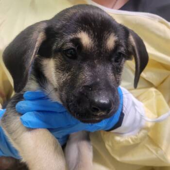 Rescue Mixed Breed Dogs for Adoption in Charleston, West Virginia - Vermont Avenue | PetCurious