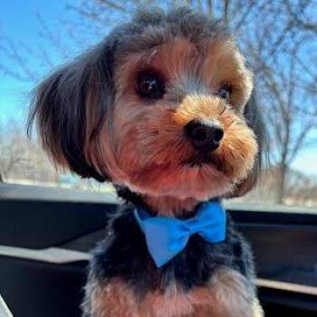 Yorkshire Terrier Dogs Available for Adoption in Northville, Michigan - Bear | PetCurious