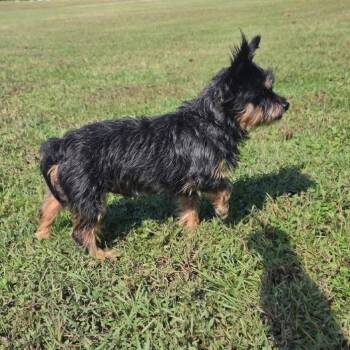 Lyric Willow -  Yorkshire Terrier and Chihuahua Dog for Adoption in Houston, Texas - Lyric Willow | PetCurious