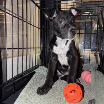 Cricket -  Terrier and Mixed Breed Dog for Adoption in San Antonio, Texas - Cricket | PetCurious