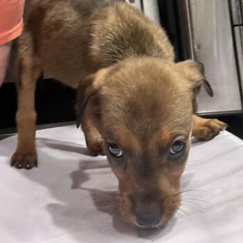 German Shepherd Dog and Mixed Breed Dogs Available for Adoption in Tampa, Florida - Justine | PetCurious