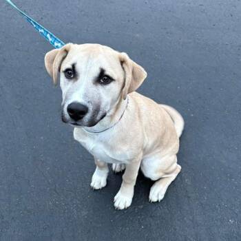 Mixed Breed Dogs Available for Adoption - King Julian | PetCurious