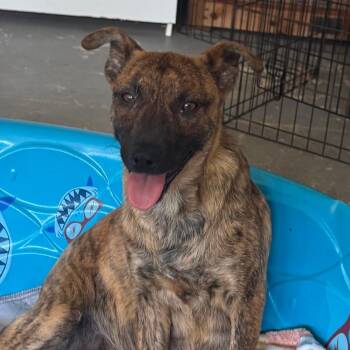 Jules -  Hound Dog for Adoption in Wake Forest, North Carolina - Jules | PetCurious