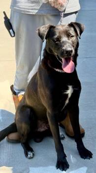 Raider -  Black Labrador Retriever Dog for Adoption in Wando, South Carolina - Raider | PetCurious