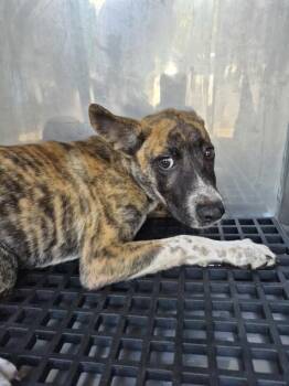 Pen 213 Gidget -  Shepherd Dog for Adoption in Lawrenceville, Georgia - Pen 213 Gidget | PetCurious