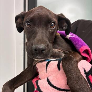 Sammy -  Black Labrador Retriever and Mixed Breed Dog for Adoption in Abilene, Texas - Sammy | PetCurious