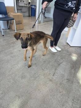 Rescue Shepherd and Mixed Breed Dogs for Adoption in Fort Worth, Texas - Rumi | PetCurious