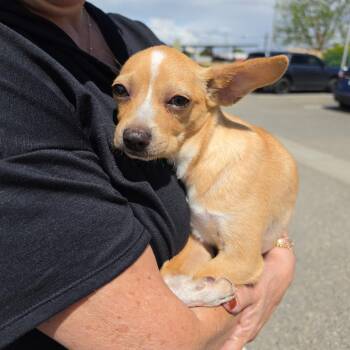 Benito Ocasio -  Chihuahua and Mixed Breed Dog for Adoption in Redmond, Washington - Benito Ocasio | PetCurious