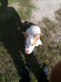 Timmy -  Pit Bull Terrier and Mixed Breed Dog for Adoption in Crescent City, Florida - Timmy | PetCurious