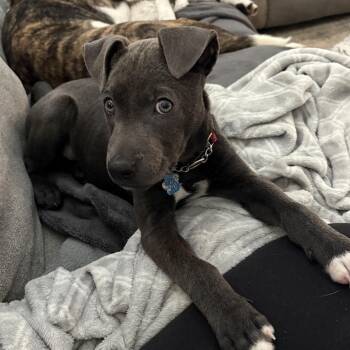 Nimbus -  Pit Bull Terrier Dog for Adoption in Patchogue, New York - Nimbus | PetCurious