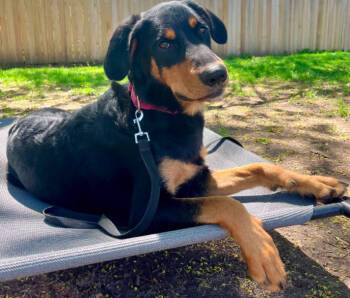 Rescue English Springer Spaniel and Rottweiler Dogs for Adoption in Brooklyn Center, Minnesota - Cora | PetCurious