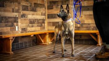 Belgian Shepherd Malinois Dogs Available for Adoption - Waffles | PetCurious