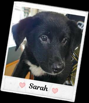 Sarah -  Shetland Sheepdog Sheltie and Black Labrador Retriever Dog for Adoption in Kenner, Louisiana - Sarah | PetCurious