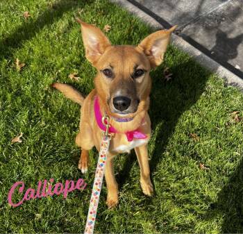 Calliope miss-congeniality -  Australian Kelpie and Shepherd Dog for Adoption in Houston, Texas - Calliope Miss-congeniality | PetCurious