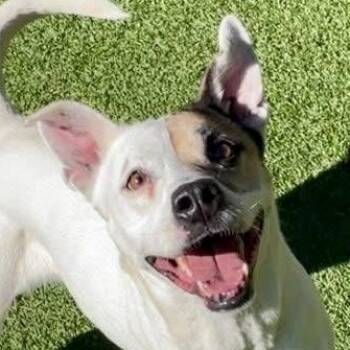 Kira (Courtesy Post) -  Jack Russell Terrier and Pit Bull Terrier Dog Available for Adoption in Cedar Mountain, North Carolina - Kira (Courtesy Post) | PetCurious