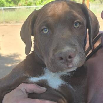American Staffordshire Terrier and Black Labrador Retriever Dogs Available for Adoption in Klamath Falls, Oregon - Fudge | PetCurious
