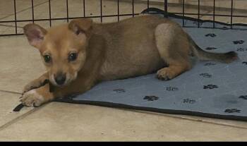 Rescue Shepherd Dogs for Adoption in Tucson, Arizona - Vega | PetCurious