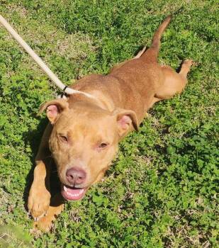 Pit Bull Terrier Dogs Available for Adoption - 260220  Reba | PetCurious