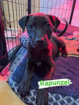 Mixed Breed Dogs Available for Adoption in Iron River, Michigan - Rapunzel | PetCurious