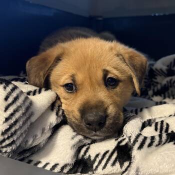 Labrador Retriever Dogs Available for Adoption in Brantford, Ontario - Rocky | PetCurious