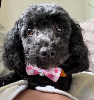 Tinsley -  Poodle Dog for Adoption in Calgary, Alberta - Tinsley | PetCurious