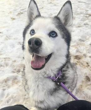 Husky Dogs Available for Adoption - WARIO | PetCurious