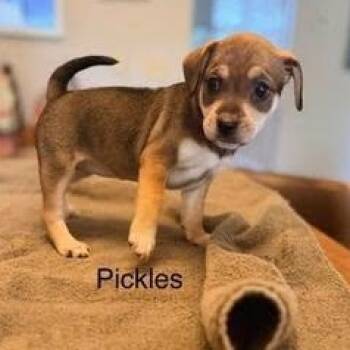 Pickles -  Hound and Chihuahua Dog for Adoption in Lexington, Kentucky - Pickles | PetCurious