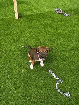 Risk -  Mixed Breed Dog for Adoption in Kenosha, Wisconsin - Risk | PetCurious