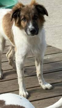 Banjo -  Collie Dog for Adoption in Cheektowaga, New York - Banjo | PetCurious