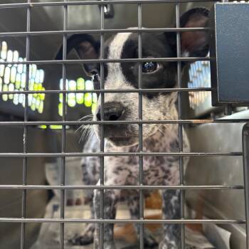 Billy -  Cattle Dog and Mixed Breed Dog for Adoption in Montgomery, Alabama - Billy | PetCurious