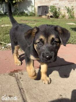 Rescue Mixed Breed Dogs for Adoption in Sun Prairie, Wisconsin - Gahndi | PetCurious