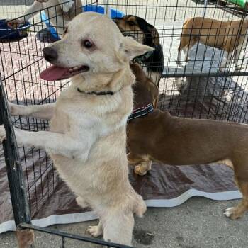 Bud -  Cardigan Welsh Corgi and Mixed Breed Dog for Adoption in Kansas City, Missouri - Bud | PetCurious