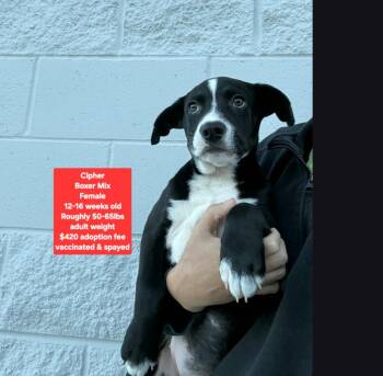 Cipher -  Boxer Dog for Adoption in Oviedo, Florida - Cipher | PetCurious