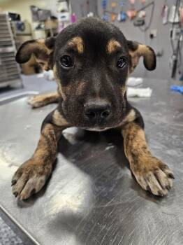 EARL -  Pit Bull Terrier and Mixed Breed Dog for Adoption in Thousand Palms, California - EARL | PetCurious