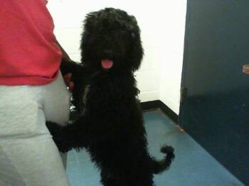 ANNIE -  Poodle Dog for Adoption in Charlotte, North Carolina - ANNIE | PetCurious