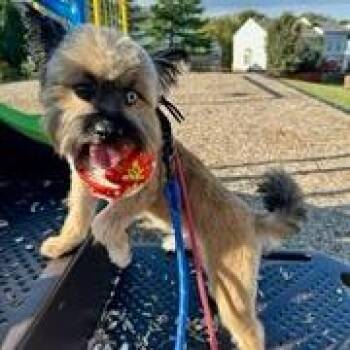 Rocky -  Skye Terrier and Yorkshire Terrier Dog for Adoption in Glenelg, Maryland - Rocky | PetCurious