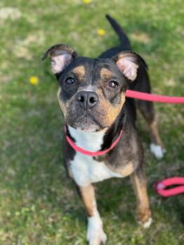 Terrier and Mixed Breed Dogs Available for Adoption in Benton Harbor, Michigan - Fergie | PetCurious