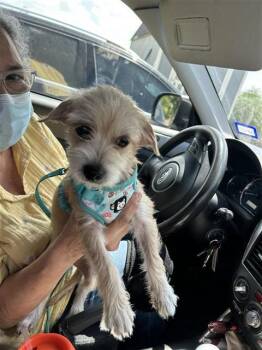 MISSY -  Terrier Dog for Adoption in San Antonio, Texas - MISSY | PetCurious