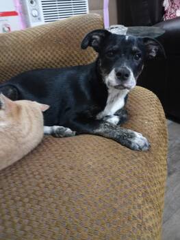 Australian Cattle Dog Blue Heeler Dogs Available for Adoption in Cleveland, Oklahoma - Sassy | PetCurious