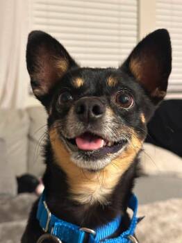 Patrick -  Chihuahua Dog for Adoption in Vancouver, Washington - Patrick | PetCurious